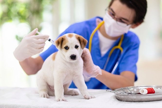 The Connection Between Vaccinations And Lifelong Pet Wellness