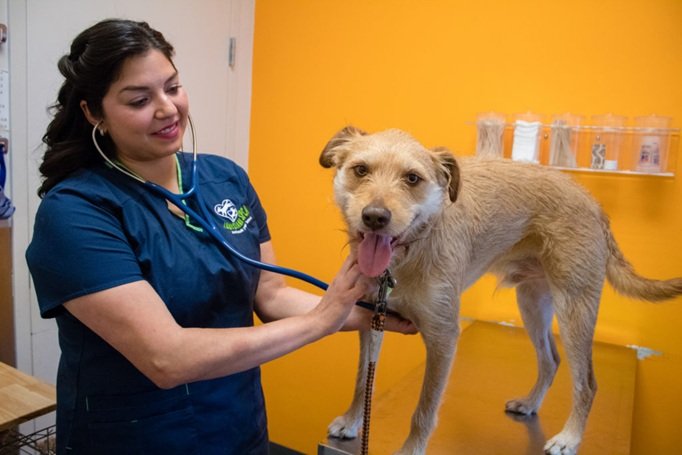 4 Ways Animal Hospitals Work With Rescue Organizations