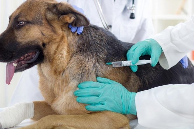 How Veterinary Hospitals Ensure Pet Safety During Procedures