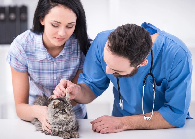 Why Transparency About Costs Matters In Veterinary Clinics