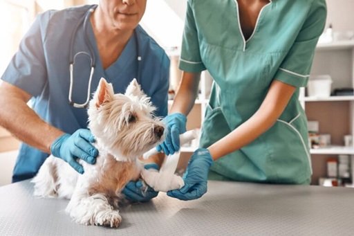 How Veterinary Urgent Care Centers Handle Sudden Pet Illnesses