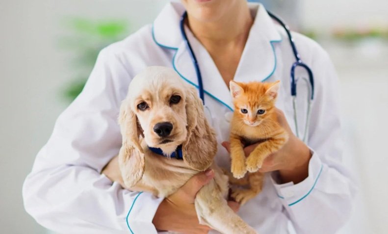 The Importance Of Compassionate Care In Veterinary Hospitals