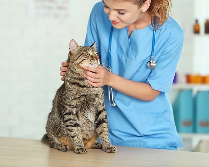 6 Tips For Managing Pet Health Between Veterinary Visits