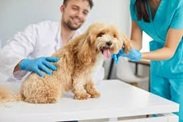 The Role Of Small Animal Hospitals In Senior Pet Care