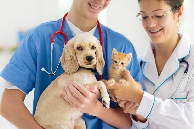 How General Veterinarians Support Active And Working Dogs