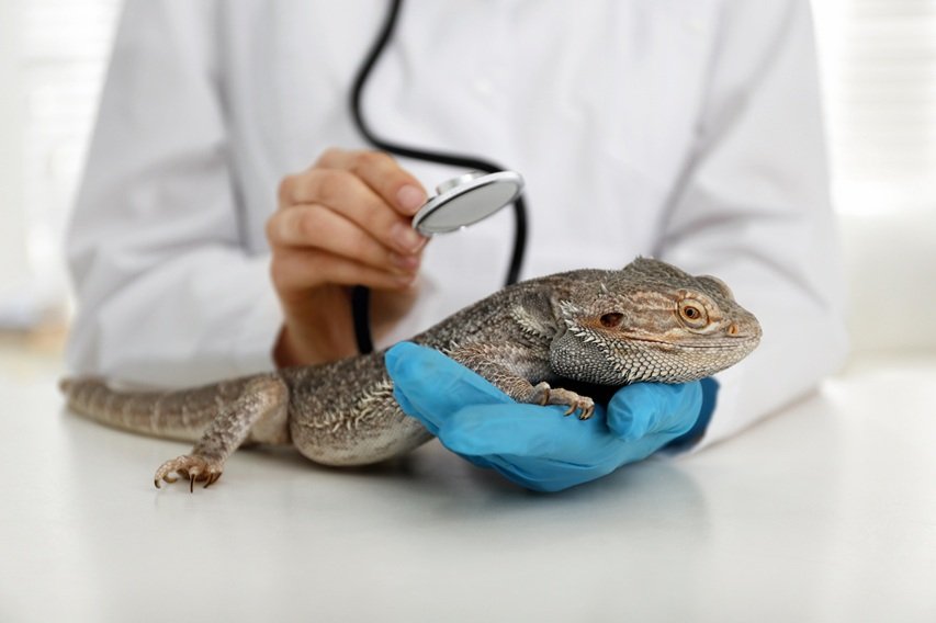 How Veterinary Hospitals Care For Exotic Pets