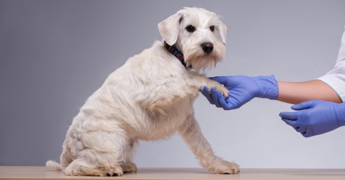 Why Pet Owners Value Continuity Of Care At Animal Hospitals