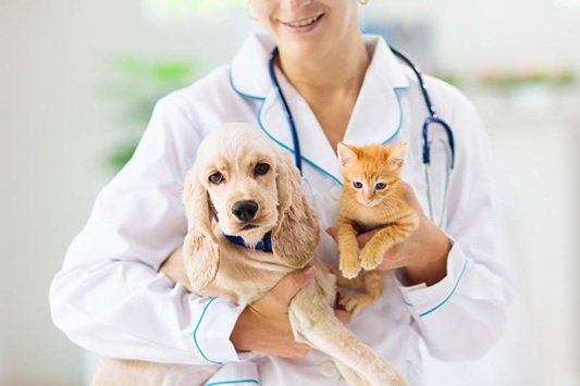 Why Regular Checkups At Veterinary Clinics Protect Long Term Health