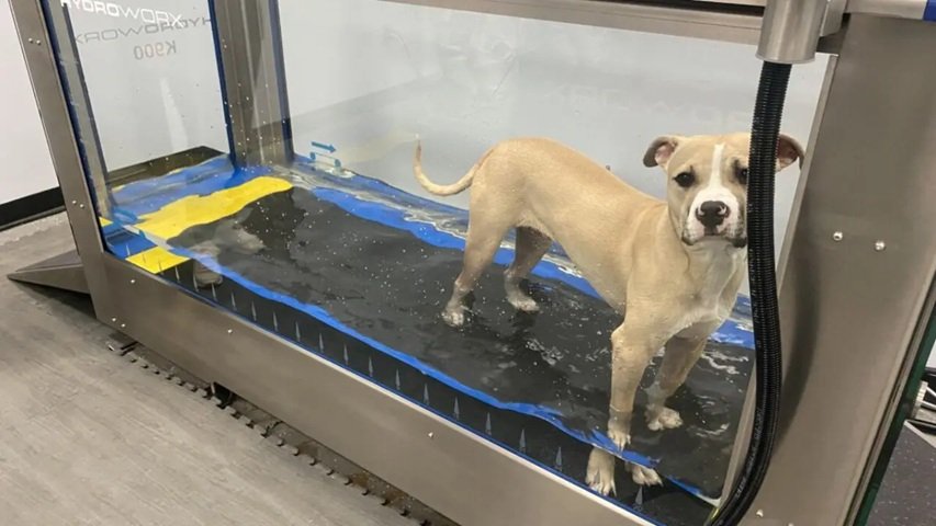 The Growing Role Of Rehabilitation Services In Veterinary Hospitals