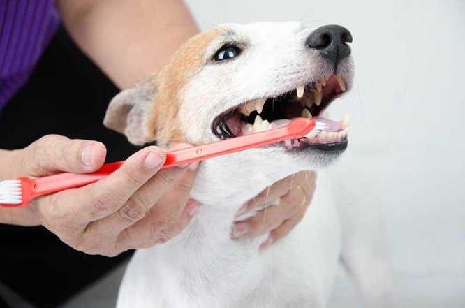 Why Dental Cleanings Are Essential At Animal Clinics