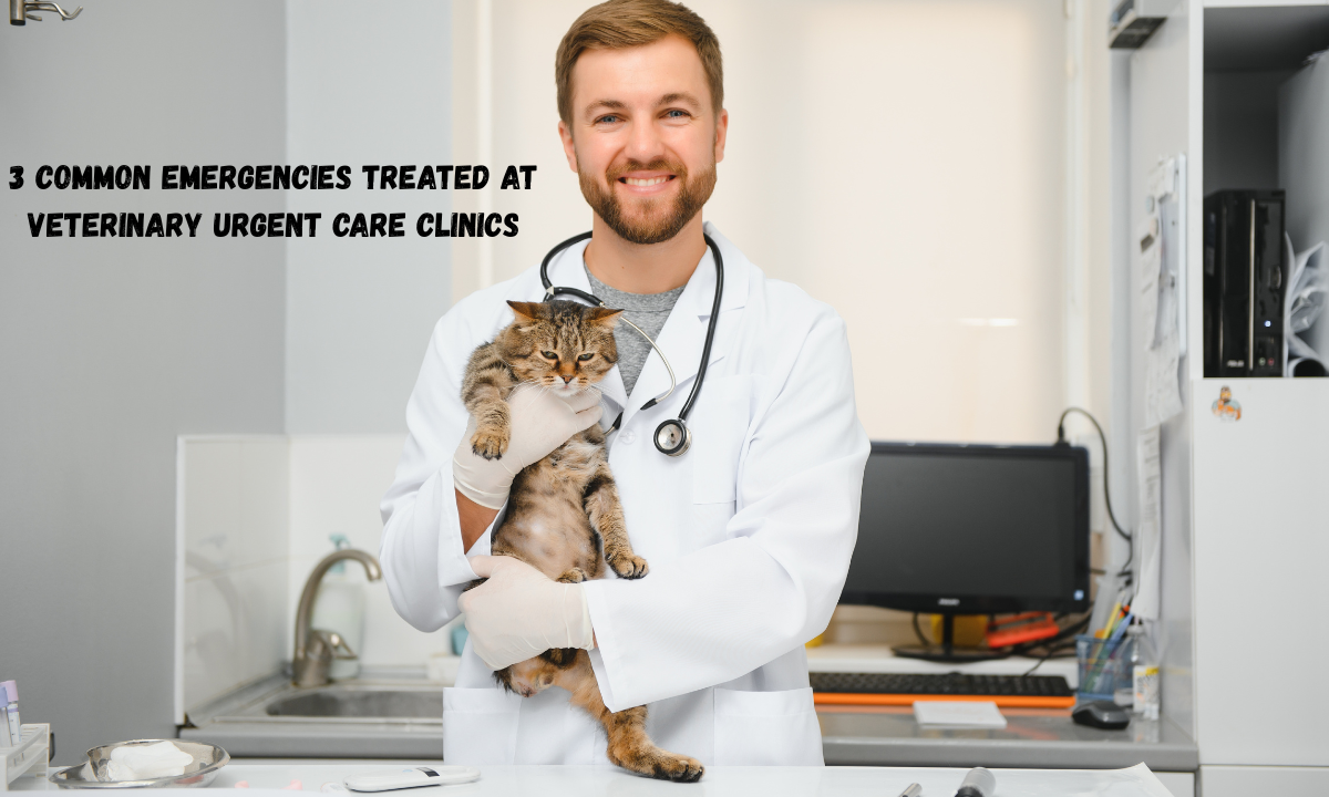 3 Common Emergencies Treated At Veterinary Urgent Care Clinics