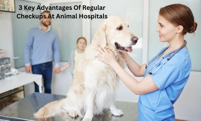3 Key Advantages Of Regular Checkups At Animal Hospitals