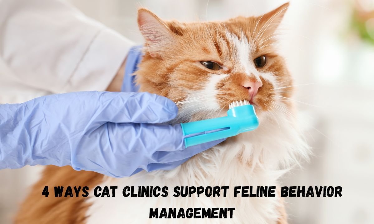 4 Ways Cat Clinics Support Feline Behavior Management