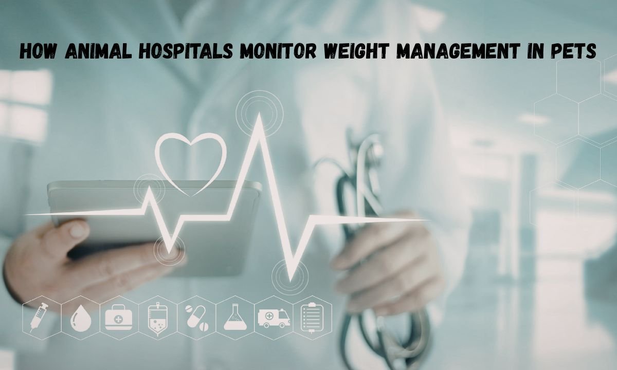 How Animal Hospitals Monitor Weight Management In Pets