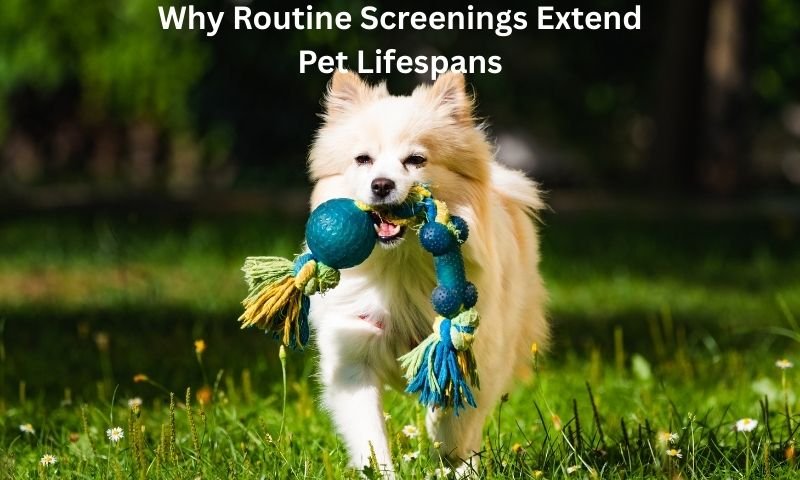 Why Routine Screenings Extend Pet Lifespans