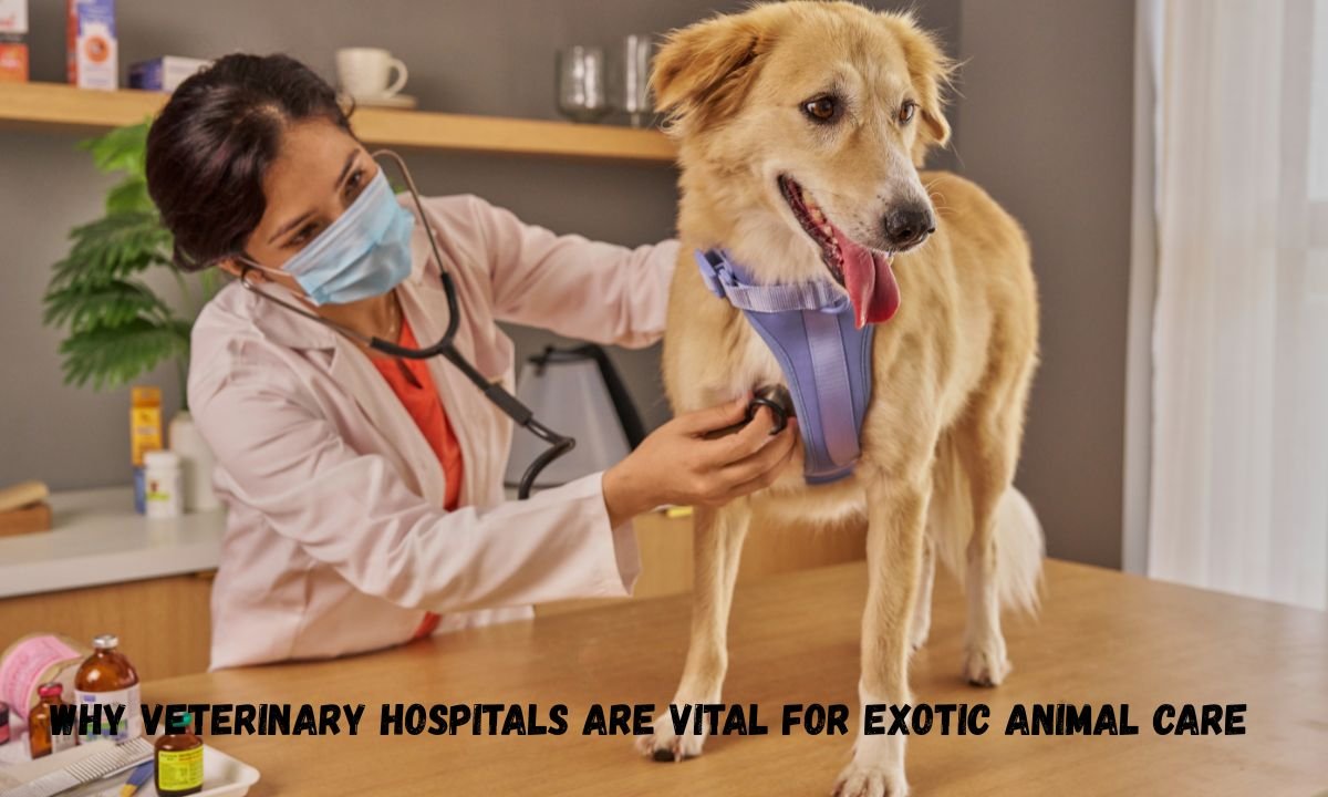Why Veterinary Hospitals Are Vital For Exotic Animal Care