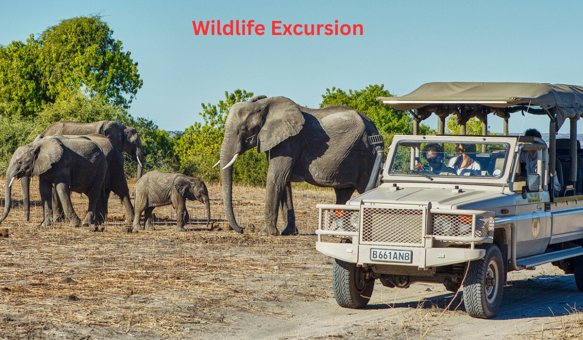 Wildlife Excursion